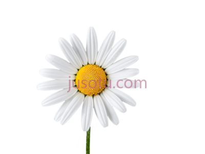 向日葵,雏菊, PNG
