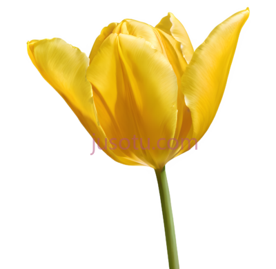 黄色郁金香花瓣, PNG