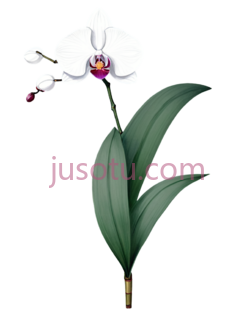 兰花,长叶PNG