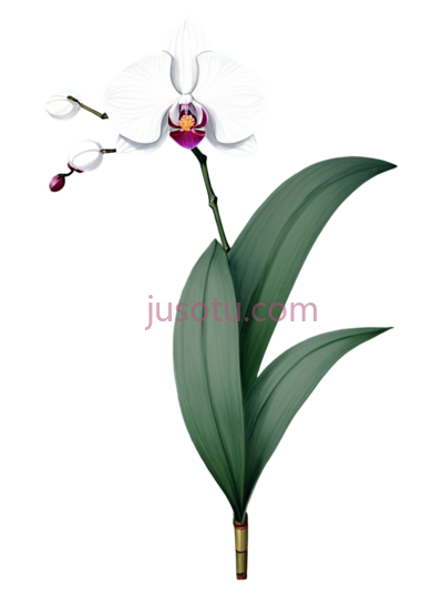兰花,长叶, PNG