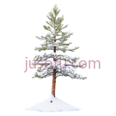 雪松,卡通,绿色,白色PNG