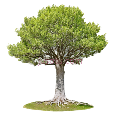 树木, PNG