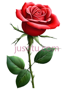 红玫瑰,花瓣, PNG