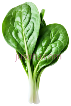 菠菜,绿叶PNG