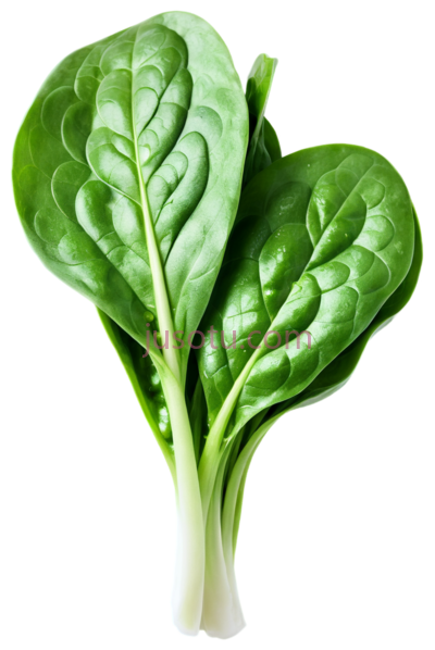 菠菜,绿叶, PNG
