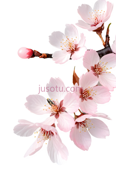 樱花花瓣, PNG