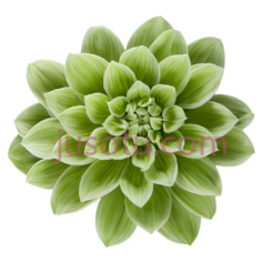 花,对称,绿色PNG