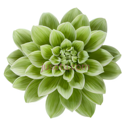 花,对称,绿色, PNG