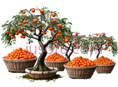 柿子树PNG