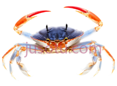 螃蟹, PNG