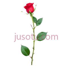 红色,花蕾,茎PNG