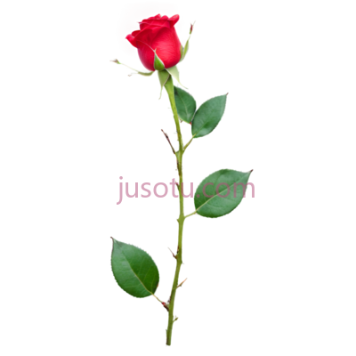 红色,花蕾,茎, PNG