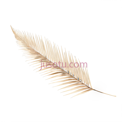 羽毛,白色, PNG