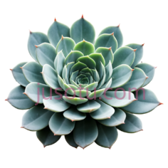 多肉植物,自然,蓝绿色PNG