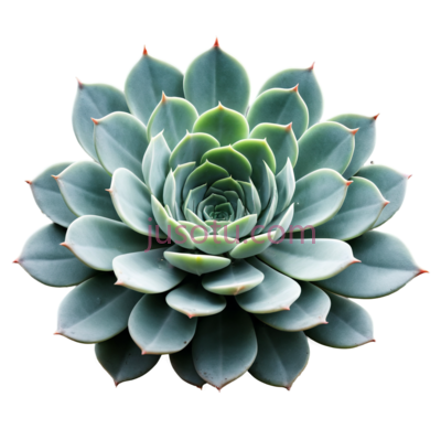 多肉植物,自然,蓝绿色, PNG