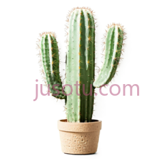 仙人掌,盆栽植物,绿色PNG