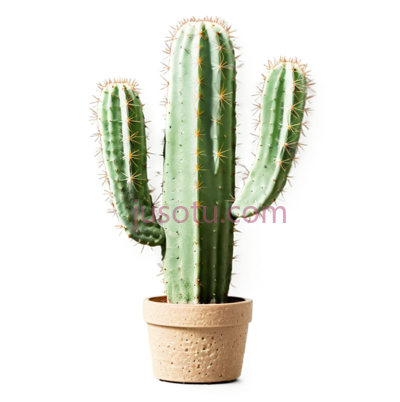 仙人掌,盆栽植物,绿色, PNG
