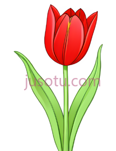 卡通,红色郁金香,全开花,夸张,鲜艳PNG