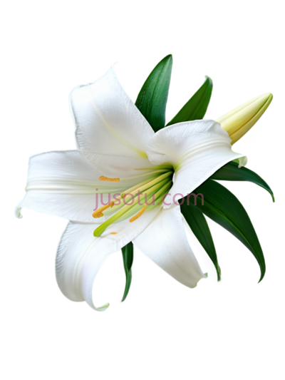 白百合, PNG