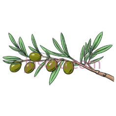橄榄枝PNG