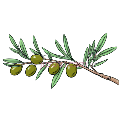 橄榄枝, PNG