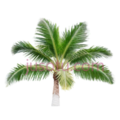 棕榈树,宽大叶片PNG