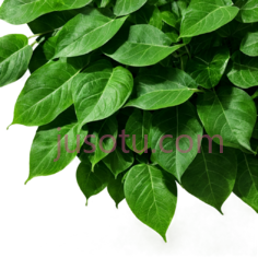 绿叶,叶子PNG