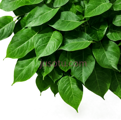 绿叶,叶子, PNG