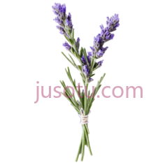 薰衣草,枝条PNG