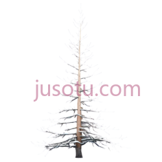 树,白色线条画,白色PNG