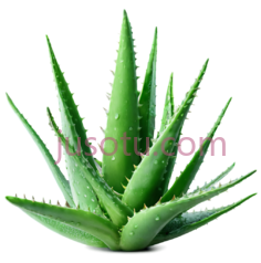 芦荟,植物,美容护肤PNG
