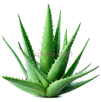芦荟,植物,美容护肤, PNG