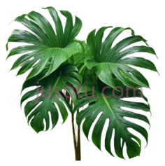 芭蕉叶,自然,绿色PNG