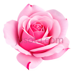 粉色玫瑰花瓣PNG