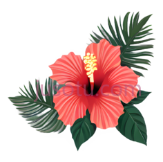 芙蓉花,插画,红色PNG