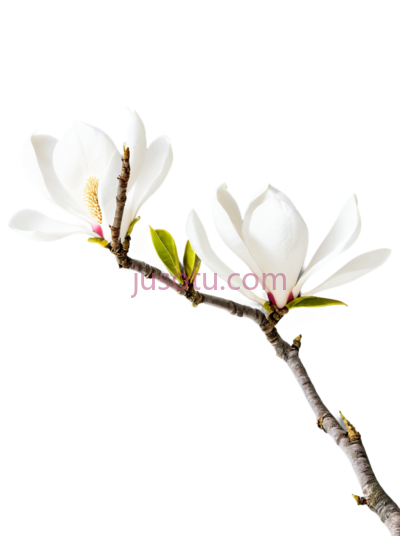 树,分枝, PNG
