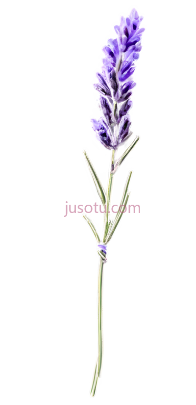 薰衣草枝条, PNG