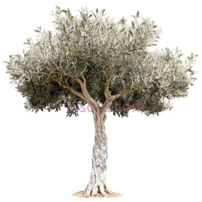 橄榄树, PNG