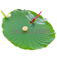 蜻蜓,荷叶,荷花PNG