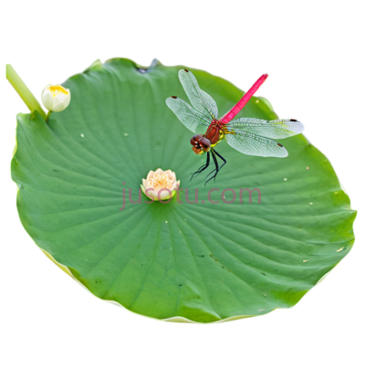 蜻蜓,荷叶,荷花, PNG