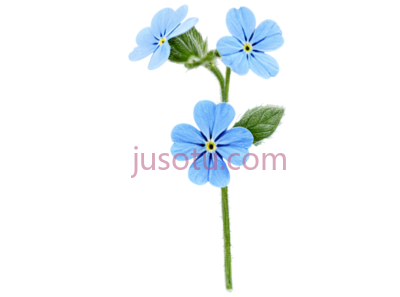 勿忘草,蓝色, PNG