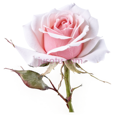 玫瑰,单朵,粉色, PNG