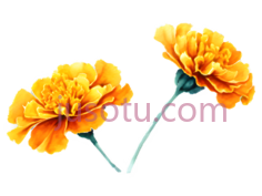 水彩画,万寿菊PNG