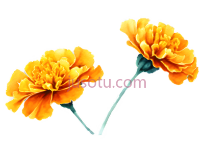 水彩画,万寿菊, PNG