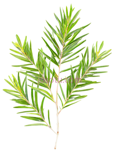 针松,自然,绿色, PNG