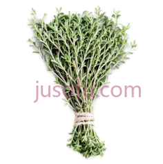 迷迭香,自然,绿色PNG