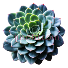 多肉植物,自然,绿色PNG