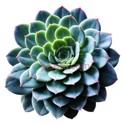 多肉植物,自然,绿色, PNG