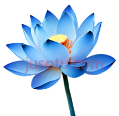 水彩荷花,蓝色PNG