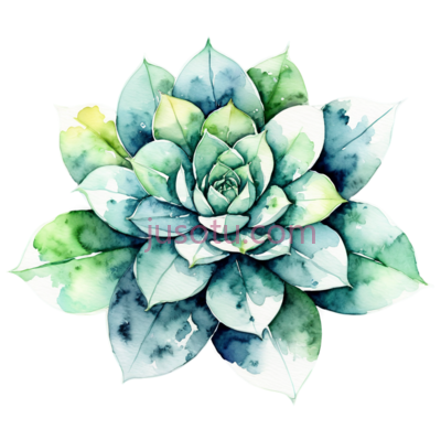 多肉植物,水彩画,绿色, PNG